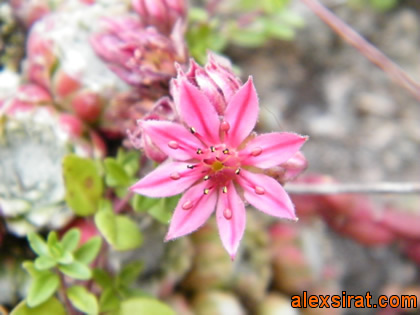 Sempervivum arachnoideum Val d'Aran